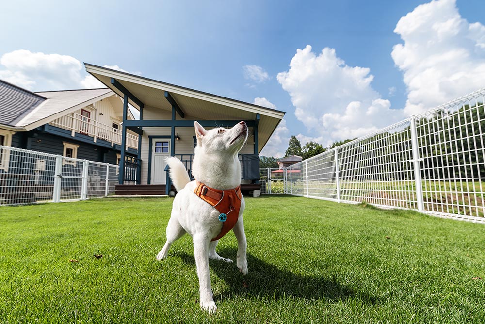お泊りいただける愛犬について